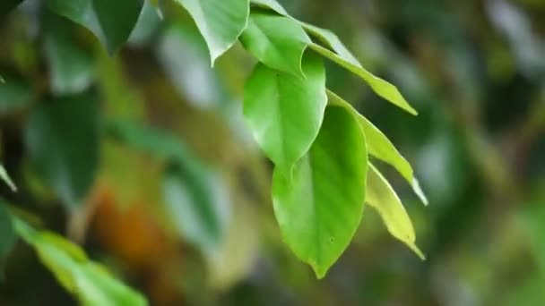 Pterospermum Javanicum Foglie Con Uno Sfondo Naturale Indonesiano Chiamarlo Wadang — Video Stock
