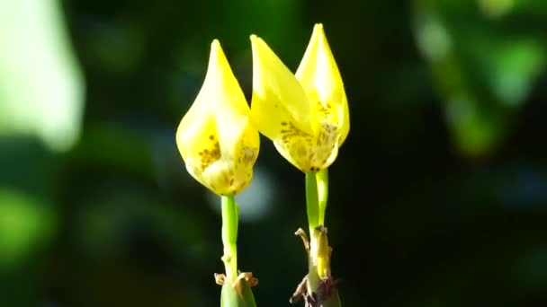 Bunga Trimezia Fosteriana Alam — Stok Video