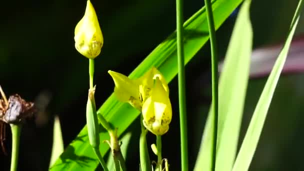 Trimezia Fosteriana Flower Nature — Stock Video
