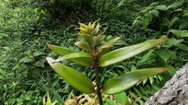 Agathis robusta (Dundathu pine, kauri pine, Queensland kauri, Australian kauri). Bu ağaç, dolap yapımı, doğrama gibi çeşitli amaçlar için kullanılan yüksek kaliteli bir kereste üretir.