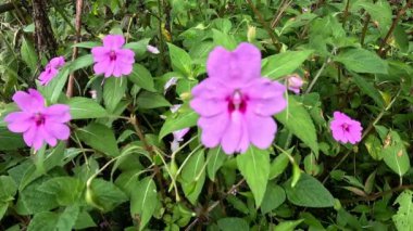 Impatiens walleriana (Impatiens sultanii, meşgul Lizzie, British Isles, balsam, sultana, basitçe impatiens). Kökler yarı sulu ve bitkinin tüm parçaları yumuşak ve kolayca zarar görür.