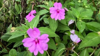 Impatiens walleriana (Impatiens sultanii, meşgul Lizzie, British Isles, balsam, sultana, basitçe impatiens). Kökler yarı sulu ve bitkinin tüm parçaları yumuşak ve kolayca zarar görür.