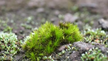 Campylopus introflexus (fundalık yıldız yosunu, tank yosunu). Bireysel bitkiler 0.55 santimetre (0.201.97 inç), lanceolat yaprakları 46 mm