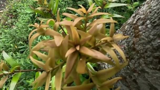 Agathis Robusta Dundathu Pine Kauri Pine Queensland Kauri Australische Kauri — Stockvideo