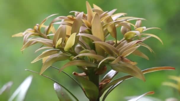 Agathis Robusta Pinus Dundathu Pinus Kauri Kauri Queensland Kauri Australia — Stok Video