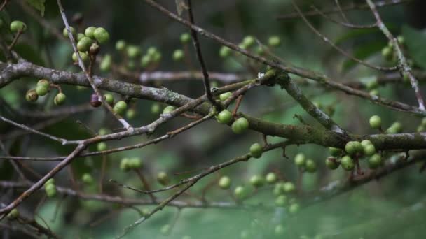 Aporusa Lindleyana Дерево Собирают Дикой Природы Лечебных Целях Съедобных Плодов — стоковое видео