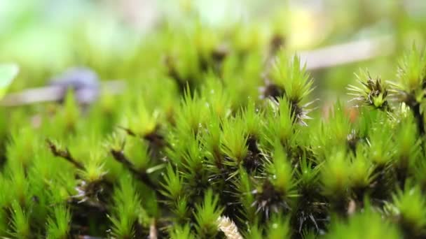Campylopus Introflexus Βρύα Αστέρι Heath Δεξαμενή Βρύα Μεμονωμένα Φυτά Μεγέθους — Αρχείο Βίντεο