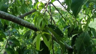 Doğal bir geçmişi olan kananga kokulu çiçek. Genellikle parfüm ya da geleneksel ayin olarak kullanılan çiçek.