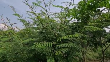 Doğal bir geçmişi olan Mimosa pigra. Mimosa pigra, Fabaceae familyasından Mimosa familyasına ait bir ağaçtır..