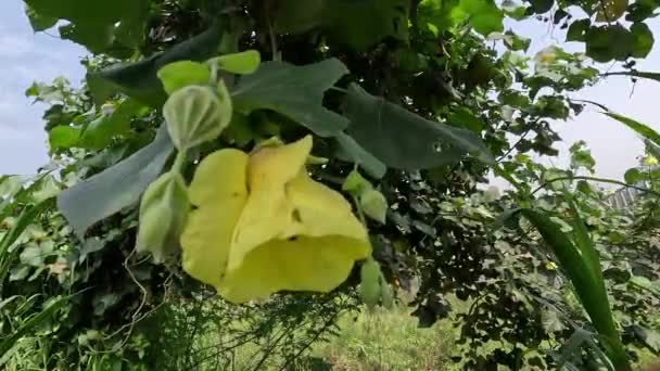Hibiscus Tiliaceus Avec Fond Naturel Également Connu Sous Les Noms — Video