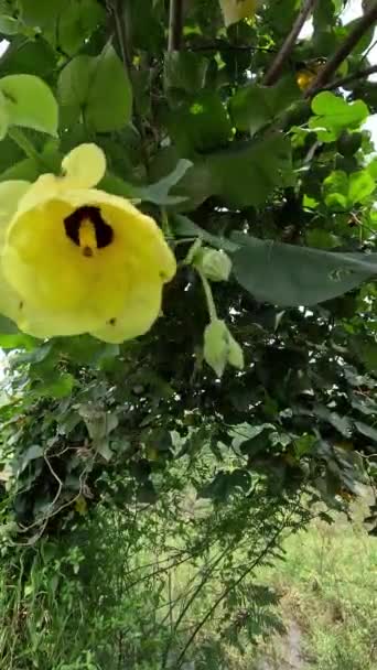 Hibiscus Tiliaceus Dengan Latar Belakang Alami Juga Dikenal Sebagai Cottonwood — Stok Video