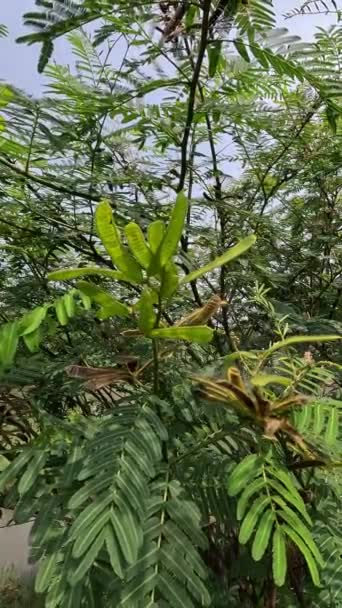 Mimosa Pigra Naturalnym Tłem Mimosa Pigra Powszechnie Znany Jako Gigantyczne — Wideo stockowe