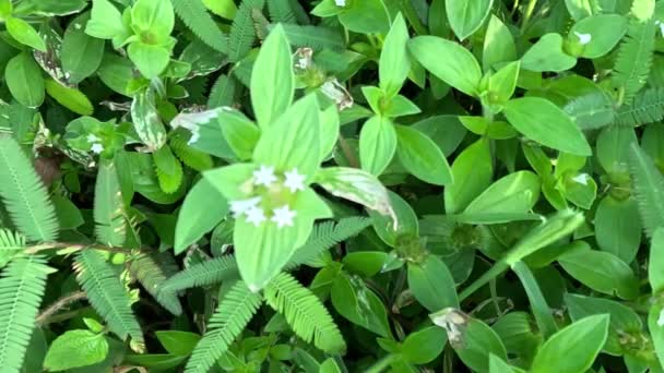 Plevel Zelený Přírodě Přirozeným Pozadím Borreria Alata Spermacoce Tráva Nebo — Stock video