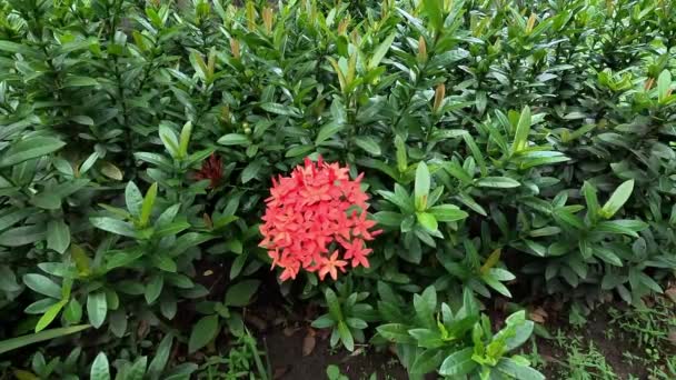 West Indian Jasmine Also Called Ixora Jungle Flame Jungle Geranium — Wideo stockowe