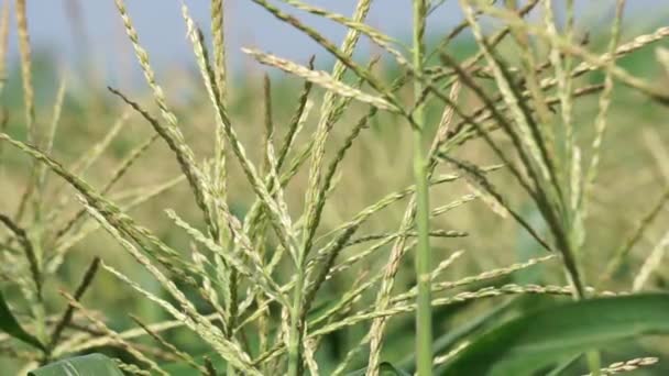 Kukorica Virága Fán Természetes Háttérrel — Stock videók