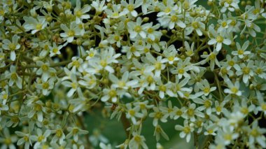 Aleurite moluccanus (mum, mum, Hindistan cevizi, kanser). Ceviz, bir zamanlar pişirilmiş, kızartılmış ve genellikle körilerde kullanılan pek çok kültürde takdir edilir.