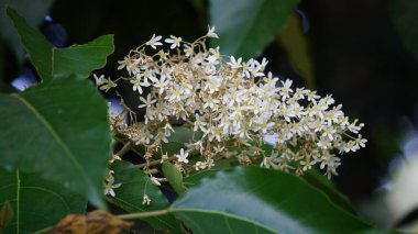 Aleurite moluccanus (mum, mum, Hindistan cevizi, kanser). Ceviz, bir zamanlar pişirilmiş, kızartılmış ve genellikle körilerde kullanılan pek çok kültürde takdir edilir.