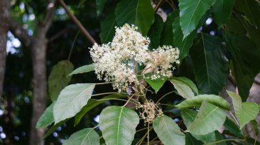Aleurite moluccanus (mum, mum, Hindistan cevizi, kanser). Ceviz, bir zamanlar pişirilmiş, kızartılmış ve genellikle körilerde kullanılan pek çok kültürde takdir edilir.