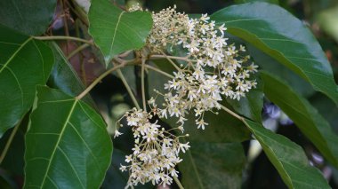 Aleurite moluccanus (mum, mum, Hindistan cevizi, kanser). Ceviz, bir zamanlar pişirilmiş, kızartılmış ve genellikle körilerde kullanılan pek çok kültürde takdir edilir.