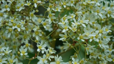 Aleurite moluccanus (mum, mum, Hindistan cevizi, kanser). Ceviz, bir zamanlar pişirilmiş, kızartılmış ve genellikle körilerde kullanılan pek çok kültürde takdir edilir.