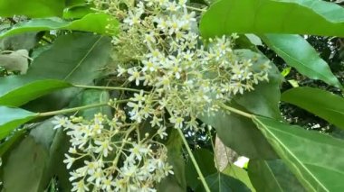 Aleurite moluccanus (mum, mum, Hindistan cevizi, kanser). Ceviz, bir zamanlar pişirilmiş, kızartılmış ve genellikle körilerde kullanılan pek çok kültürde takdir edilir.