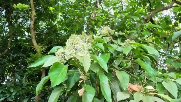 Aleurites Moluccanus Candlenut Candleberry Indian Walnut Kemiri Nuez Apreciada Muchas — Vídeo de stock