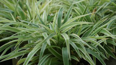 Çiçek saksısında klorofilyum (örümcek bitkisi, yaygın örümcek bitkisi, örümcek sarmaşığı, uçak bitkisi, kurdele bitkisi) bulunur.