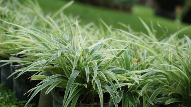 Çiçek saksısında klorofilyum (örümcek bitkisi, yaygın örümcek bitkisi, örümcek sarmaşığı, uçak bitkisi, kurdele bitkisi) bulunur.