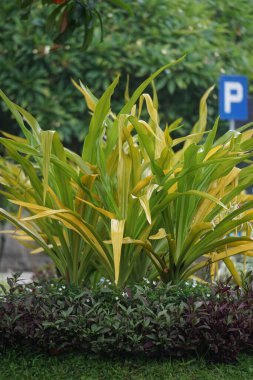 Crinum asiaticum (zehirli ampul, dev crinum zambağı, graninyum zambağı, örümcek zambağı, Bulbine asiatikası). Tüm bitki zehirlidir, özellikle ampul, kusmaya, karın ağrısına, şiddetli ağrıya vesaire neden olabilir.