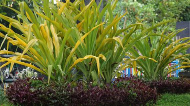 Crinum asiaticum (zehirli ampul, dev crinum zambağı, graninyum zambağı, örümcek zambağı, Bulbine asiatikası). Tüm bitki zehirlidir, özellikle ampul, kusmaya, karın ağrısına, şiddetli ağrıya vesaire neden olabilir.