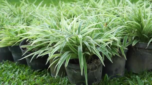 Clorohytum Comosum Planta Araña Planta Araña Común Hiedra Araña Planta — Vídeo de stock