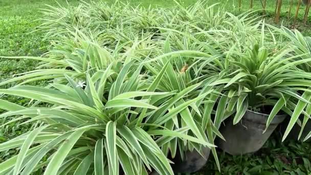 Chlorophytum Comosum Spinnenpflanze Gemeine Spinnenpflanze Spinnenefeu Flugzeugpflanze Schleifenpflanze Blumentopf — Stockvideo