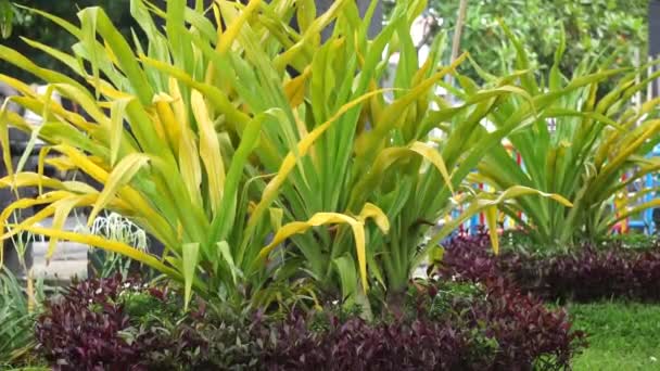Crinum Asiaticum Giftlökar Jättekrinallilja Grand Crinum Lily Spindellilja Bulbine Asiatica — Stockvideo
