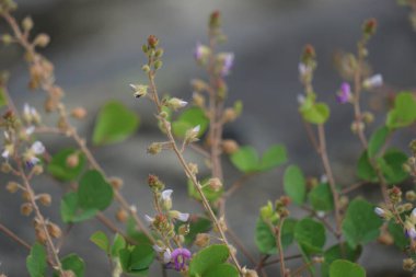 Doğal bir arka planı olan şasinyum origanifolium çiçeği. Çiçekler 530 mm 10-32 mm 'lik pedikür ile verimli-, düz, dik ya da dik-patent, hafif vurgulu.