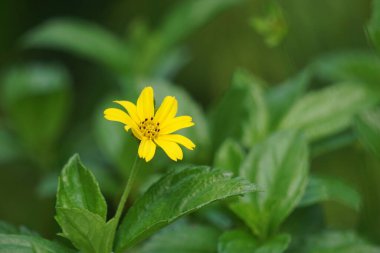 Sphagneticola trilobata 'nın doğal bir geçmişi var. Ayrıca Biscayne Körfezi sürünen öküzü, Singapur papatyası sürünen öküz gözü, takip eden papatya, gelincik.