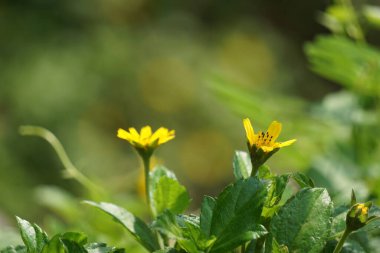 Sphagneticola trilobata 'nın doğal bir geçmişi var. Ayrıca Biscayne Körfezi sürünen öküzü, Singapur papatyası sürünen öküz gözü, takip eden papatya, gelincik.