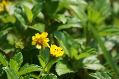 Sphagneticola trilobata 'nın doğal bir geçmişi var. Ayrıca Biscayne Körfezi sürünen öküzü, Singapur papatyası sürünen öküz gözü, takip eden papatya, gelincik.