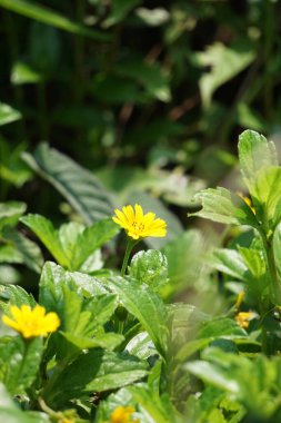 Sphagneticola trilobata 'nın doğal bir geçmişi var. Ayrıca Biscayne Körfezi sürünen öküzü, Singapur papatyası sürünen öküz gözü, takip eden papatya, gelincik.