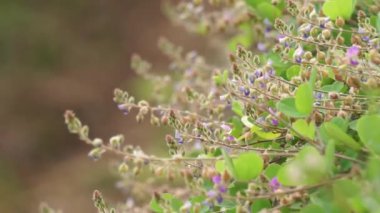 Doğal bir arka planı olan şasinyum origanifolium çiçeği. Çiçekler 530 mm 10-32 mm 'lik pedikür ile verimli-, düz, dik ya da dik-patent, hafif vurgulu.