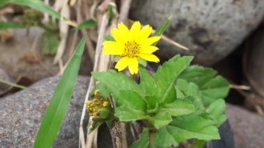 Sphagneticola trilobata 'nın doğal bir geçmişi var. Ayrıca Biscayne Körfezi sürünen öküzü, Singapur papatyası sürünen öküz gözü, takip eden papatya, gelincik.