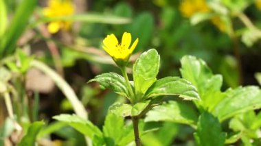 Sphagneticola trilobata 'nın doğal bir geçmişi var. Ayrıca Biscayne Körfezi sürünen öküzü, Singapur papatyası sürünen öküz gözü, takip eden papatya, gelincik.
