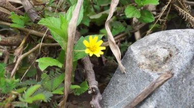 Sphagneticola trilobata 'nın doğal bir geçmişi var. Ayrıca Biscayne Körfezi sürünen öküzü, Singapur papatyası sürünen öküz gözü, takip eden papatya, gelincik.
