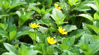 Sphagneticola trilobata 'nın doğal bir geçmişi var. Ayrıca Biscayne Körfezi sürünen öküzü, Singapur papatyası sürünen öküz gözü, takip eden papatya, gelincik.