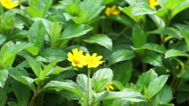 Sphagneticola trilobata 'nın doğal bir geçmişi var. Ayrıca Biscayne Körfezi sürünen öküzü, Singapur papatyası sürünen öküz gözü, takip eden papatya, gelincik.