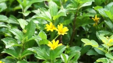 Sphagneticola trilobata 'nın doğal bir geçmişi var. Ayrıca Biscayne Körfezi sürünen öküzü, Singapur papatyası sürünen öküz gözü, takip eden papatya, gelincik.