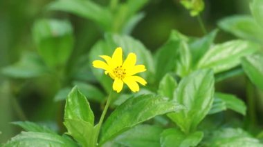 Sphagneticola trilobata 'nın doğal bir geçmişi var. Ayrıca Biscayne Körfezi sürünen öküzü, Singapur papatyası sürünen öküz gözü, takip eden papatya, gelincik.