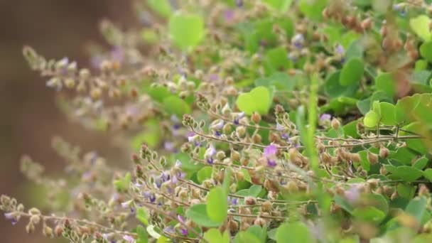Chaenorhinum Origanifolium Fiore Con Uno Sfondo Naturale Fiori Con Pedicello — Video Stock