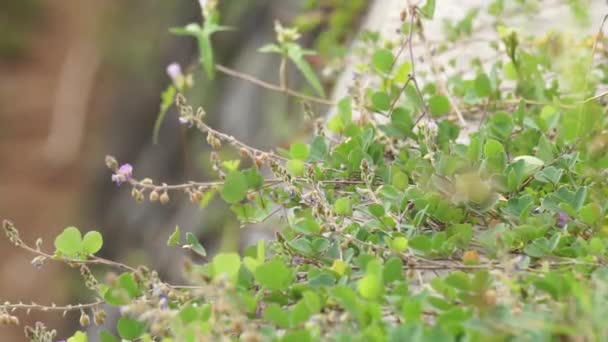 Chaenorhinum Origanifolium Fiore Con Uno Sfondo Naturale Fiori Con Pedicello — Video Stock