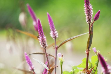 Celosia argentea (ayrıca kuş tüyü, gümüş horoz tarağı olarak da bilinir) çiçeğin doğal bir arka planı vardır.