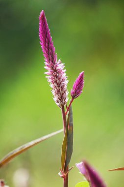 Celosia argentea (ayrıca kuş tüyü, gümüş horoz tarağı olarak da bilinir) çiçeğin doğal bir arka planı vardır.